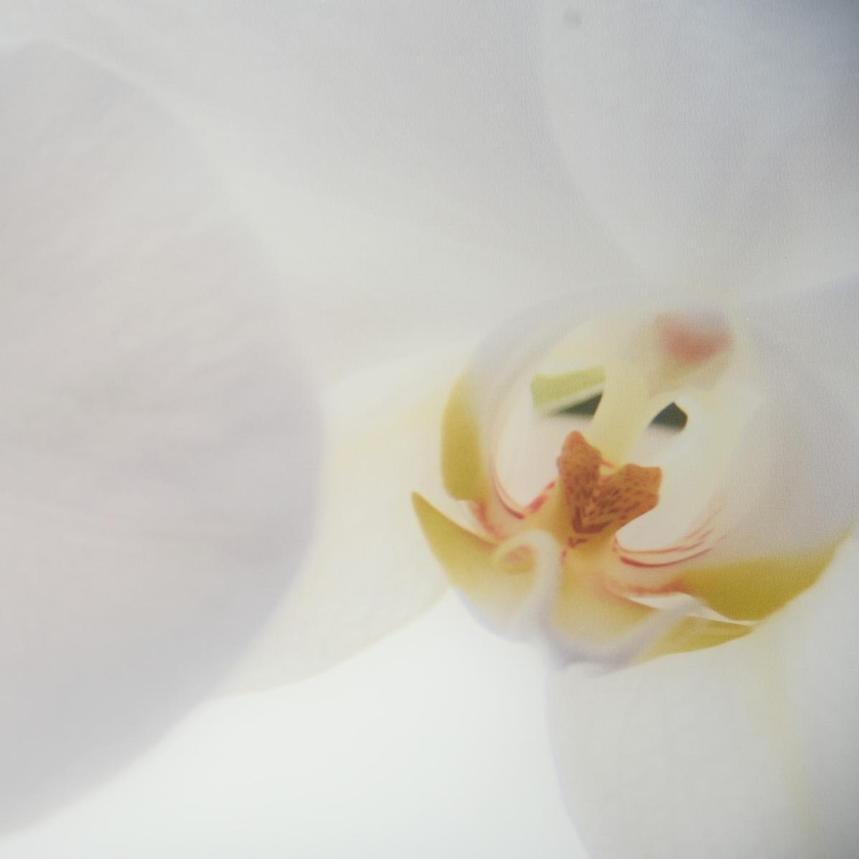 Orchidee White Set of 2 Acrylic Wall Art  alternate image, 3 of 4 images.